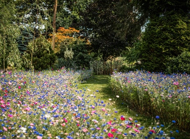 Wild Flower Meadow at The Farmhouse at Redcoats