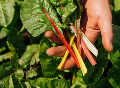 Local produce with zero miles at The Farmhouse at Redcoats